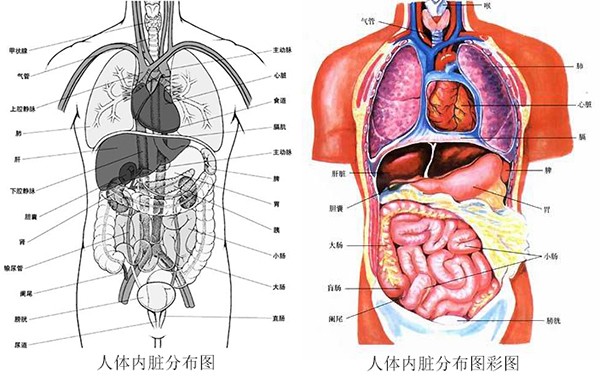 人体内脏结构图