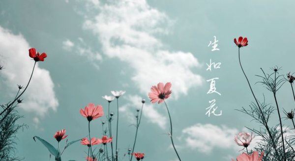 生如夏花之绚烂，死如秋叶之静美.是什么意思