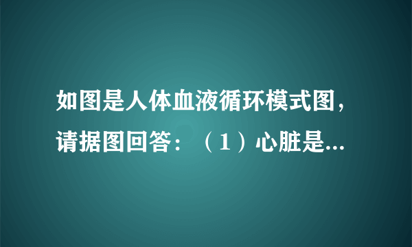 如图是人体血液循环模式图，请据图回答：（1）心脏是血液循环的______器官，有四个腔，分别是A：______，