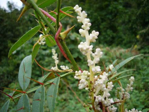 菟丝花是什么花？