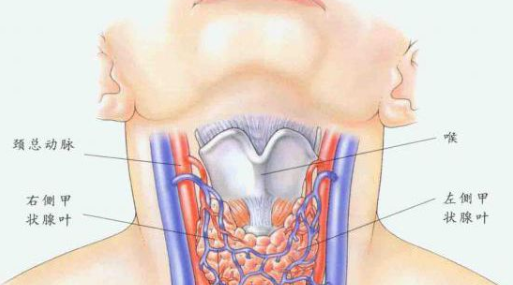甲状腺挂什么科