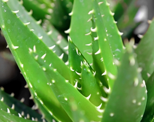 芦荟的英文究竟是aloe还是aloe vera?