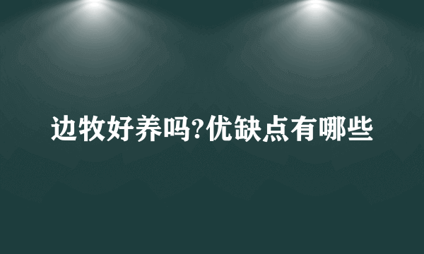 边牧好养吗?优缺点有哪些