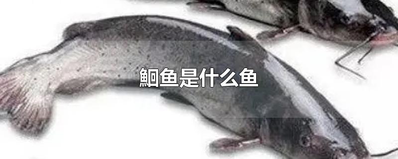 鮰鱼是什么鱼