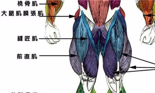 股四头肌包括哪些