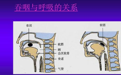 什么是上呼吸道？上呼吸道的主要生理作用是什么