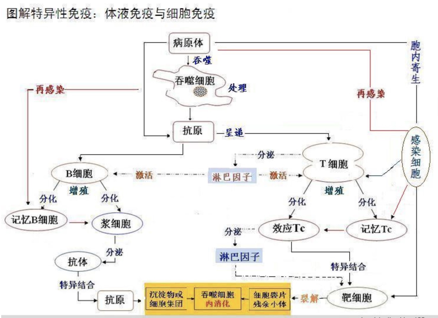 什么叫体液免疫，什么叫细胞免疫，他们之间有什么区别吗