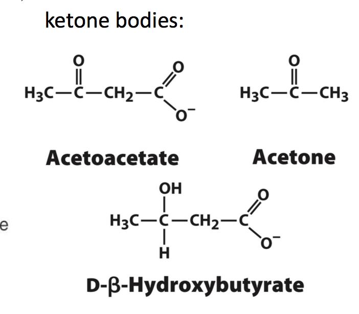 酮体是什么意思