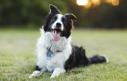 十大聪明犬排名