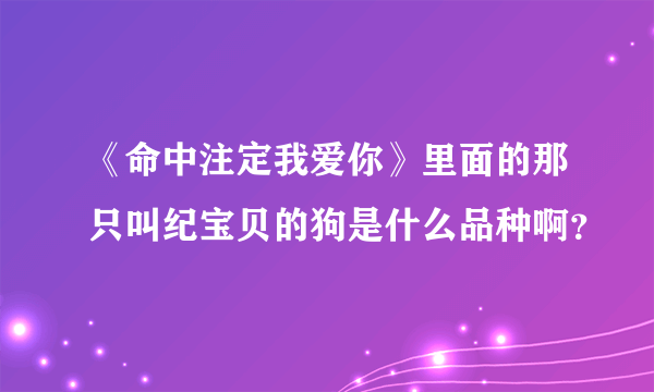 《命中注定我爱你》里面的那只叫纪宝贝的狗是什么品种啊？