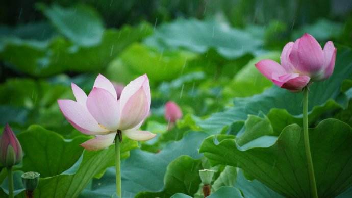 请说10首关于雨的诗歌。（越优美越好）