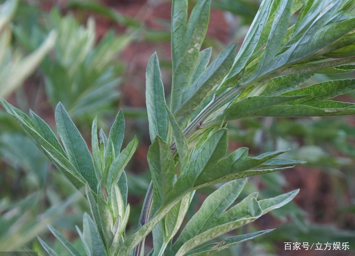 艾草精油什么功效