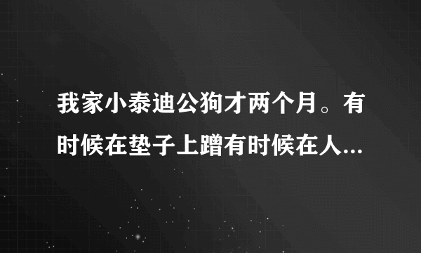 我家小泰迪公狗才两个月。有时候在垫子上蹭有时候在人衣服上蹭。是不是发情期？我担心是不是吃了什么早熟