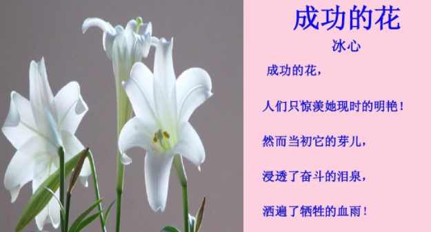 冰心《成功的花》全文