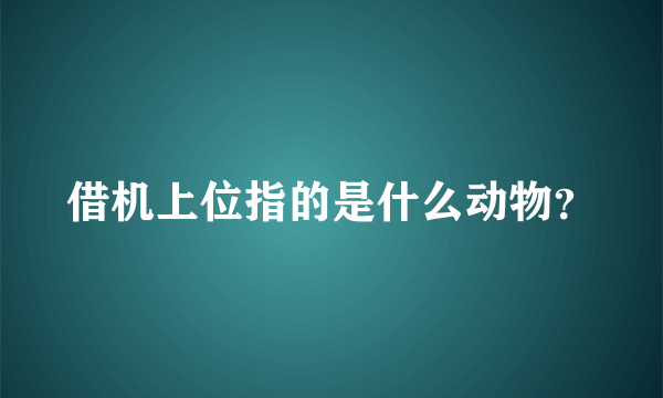 借机上位指的是什么动物？