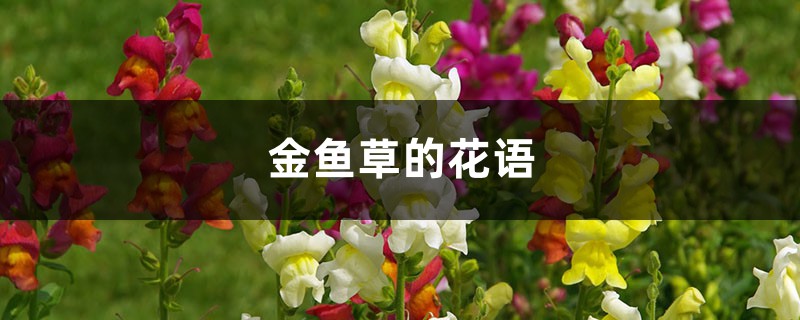 金鱼草的花语是什么？