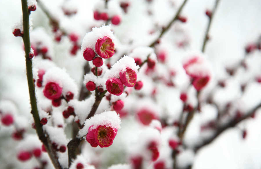 梅须逊雪三分白,雪却输梅一段香是什么意思