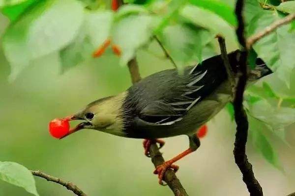 植物靠什么传播种子？