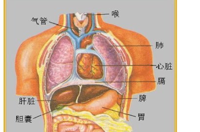 人体器官的位置图标在哪里可以看？